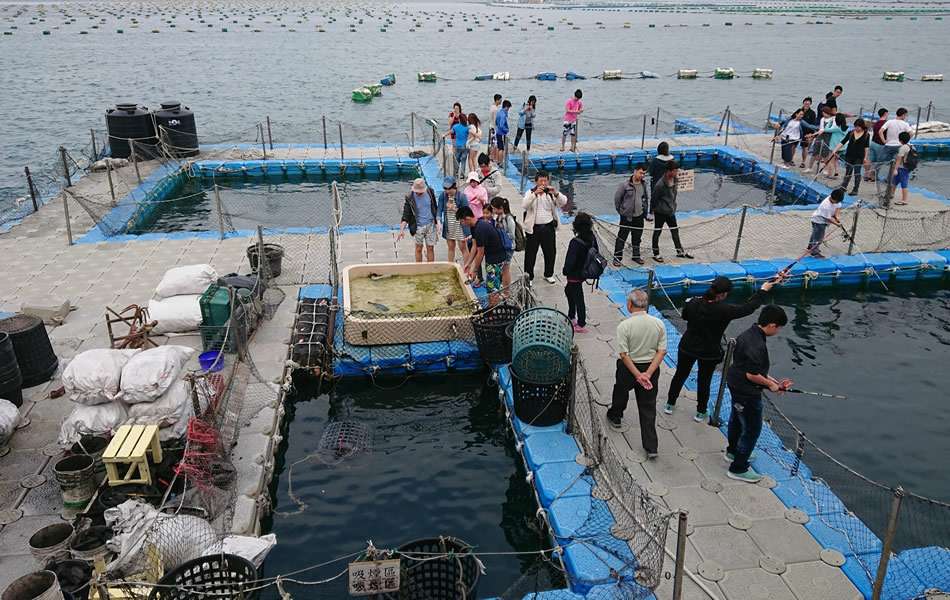 澎湖海上牧場釣海鱺魚